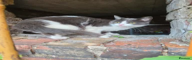 Silver domestic cat