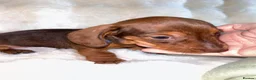 Dachshund dogs for sale: Mini Dachshund  in Bridgend - Advert 10