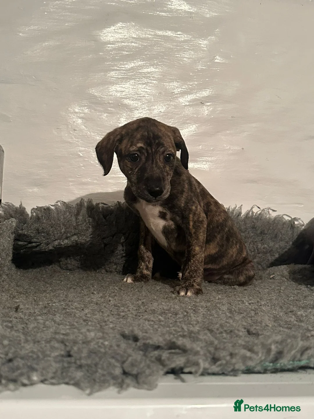 Lurcher dogs for sale: Lurcher puppies in Grange-over-Sands - Advert 20