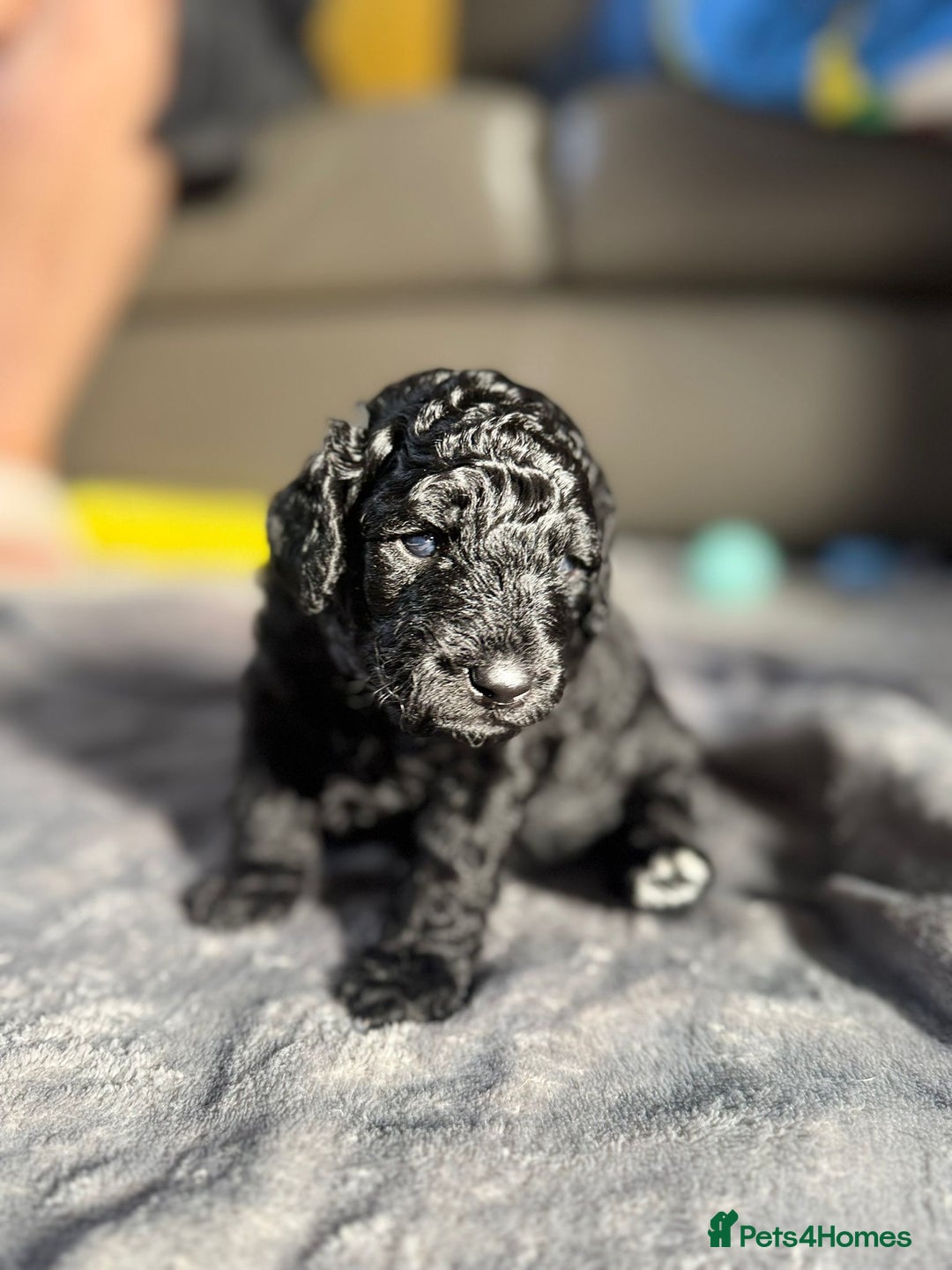 Cockapoo dogs for sale: Gorgeous F1B cockapoo  - Image 9