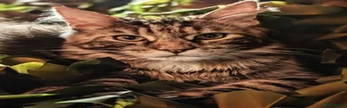 Maine Coon 2