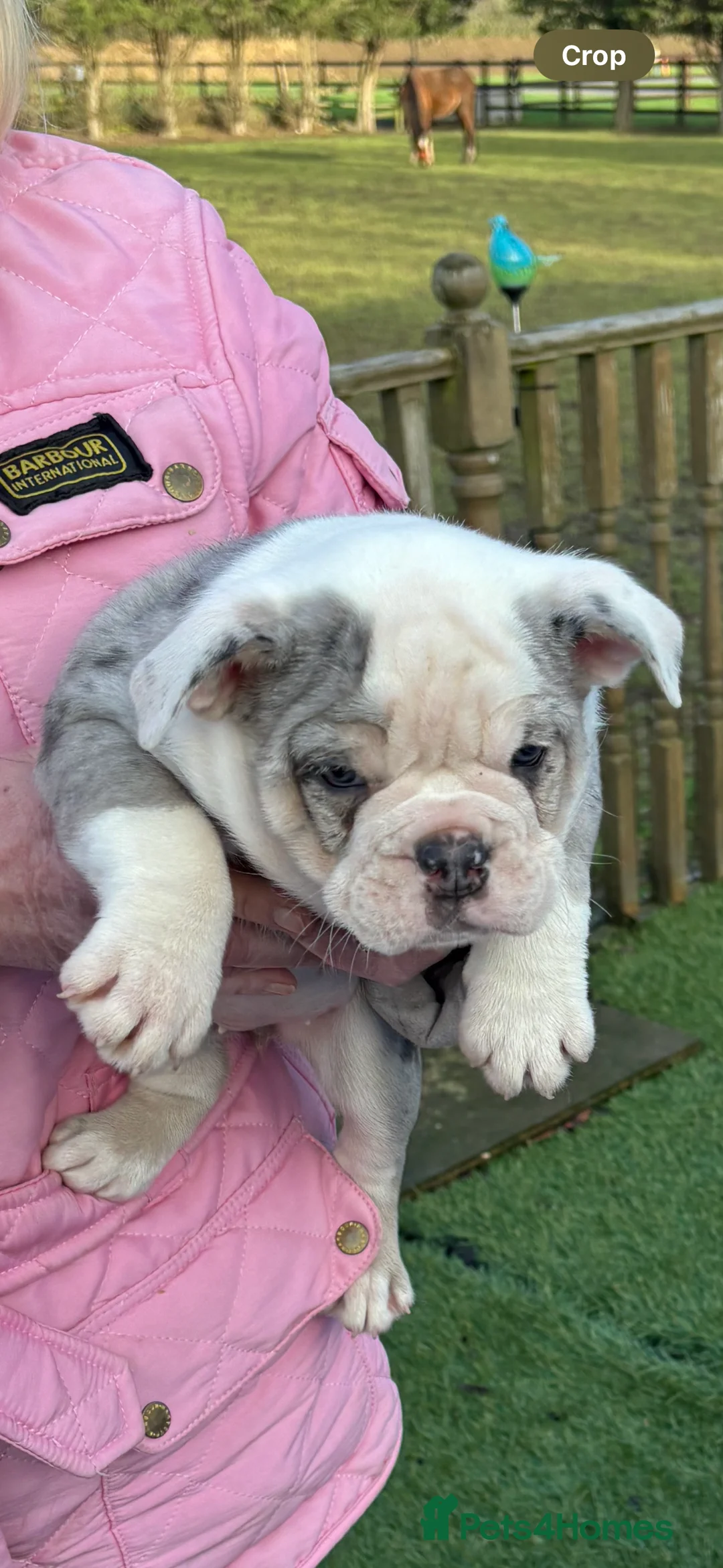 English Bulldog dogs for sale: English bulldog girl  - Advert 3