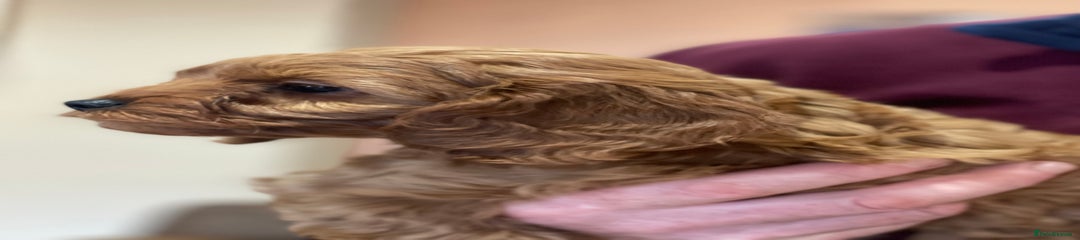 Cavapoo Puppy 4