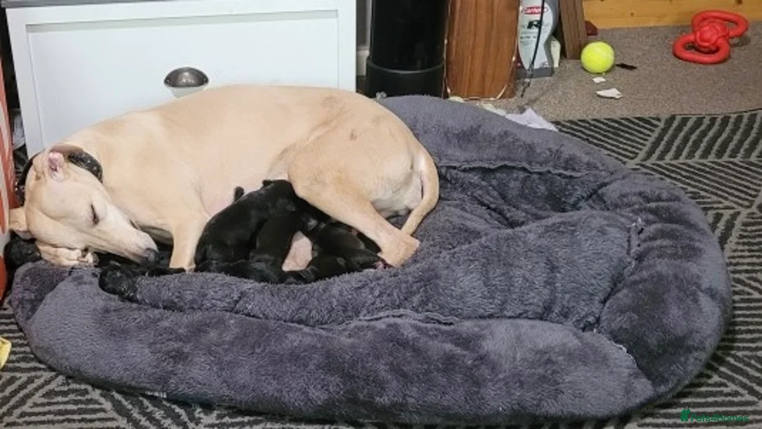 Mixed Breed dogs for sale: First cross Bedlington whippets pups in Manchester - Advert 1