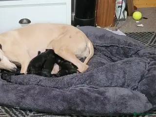 Mixed Breed dogs First cross Bedlington whippets pups in Manchester - Advert 1