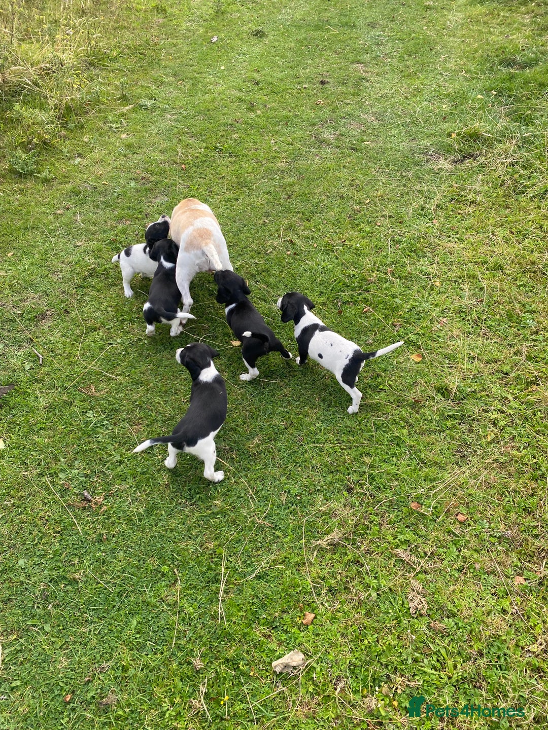 Mixed Breed dogs for sale: Beagle x Springer Spaniel - Image 4