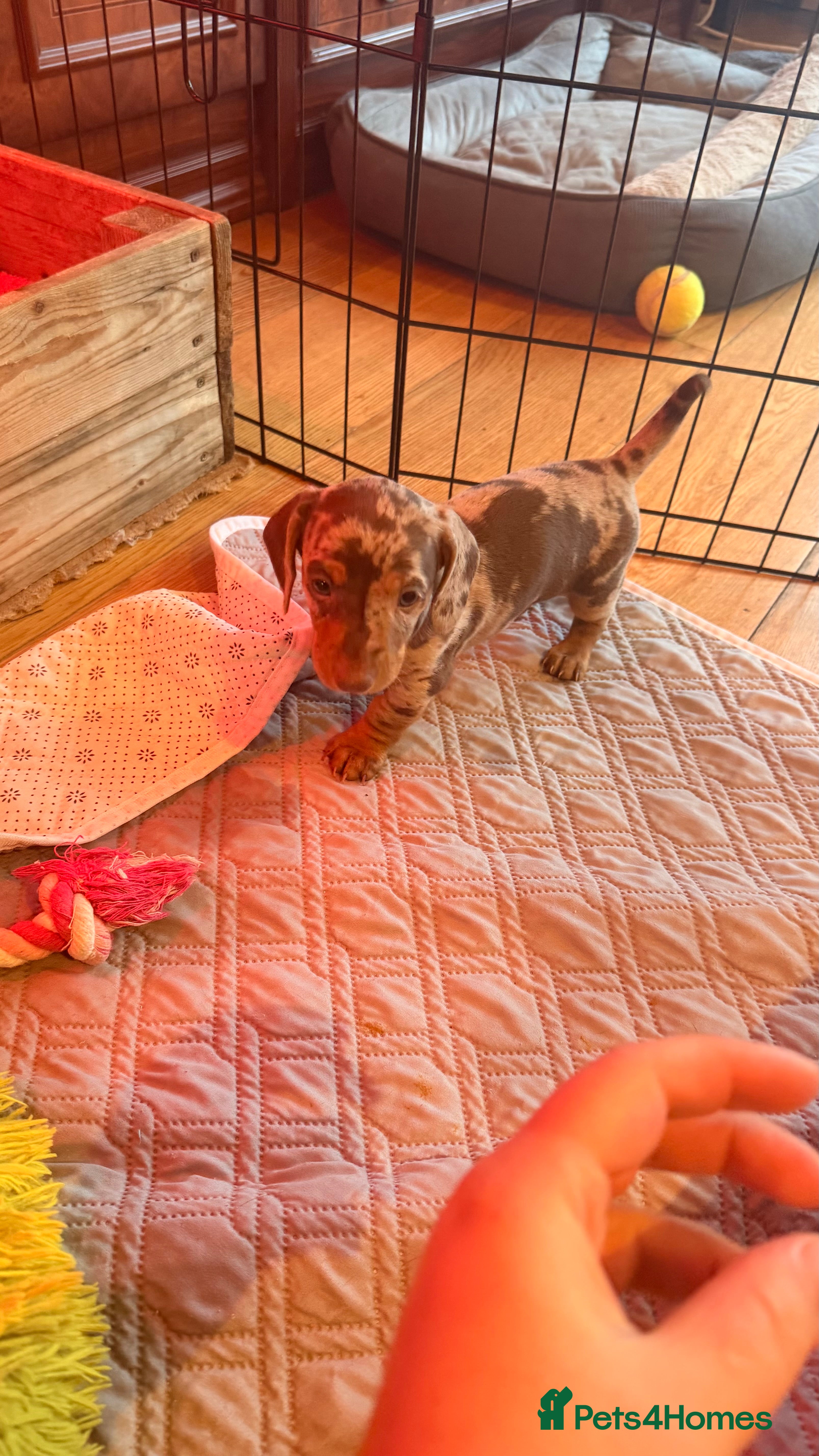 Miniature Dachshund dogs Miniature Dachshunds puppy's for sale.  - Advert 13
