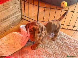 Miniature Dachshund dogs Miniature Dachshunds puppy's for sale. - Advert 13