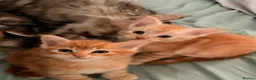 Maine Coon cats for sale: 3 x beautiful Mainecoon kittens in Colchester - Advert 12