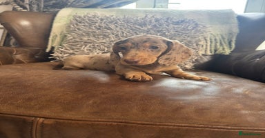 Miniature Dachshund dogs - Advert 2