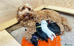 Cockapoo dogs for sale: Beautiful F1b Cockapoo Puppies Ready 14th November - Image 7