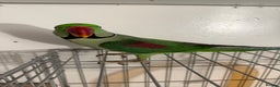 Parrots birds for sale: Alexandrian parrots (pair) for sale   - Advert 3