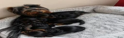 Yorkshire Terrier dogs for sale: Mini Yorkshire terrier puppies  in Nottingham - Advert 8
