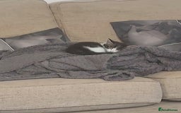 Mixed Breed cats for sale: Kittens - Image 7