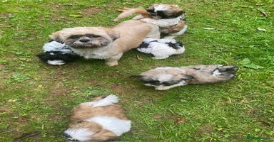 Shih Tzu dogs - Advert 7