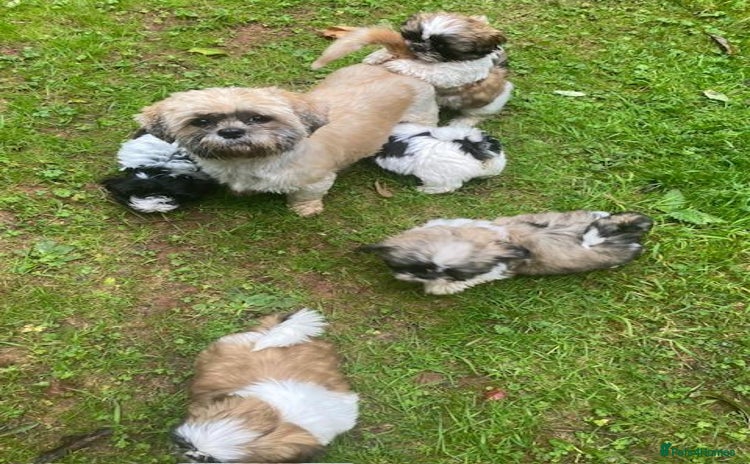 Shih Tzu dogs - Advert 1