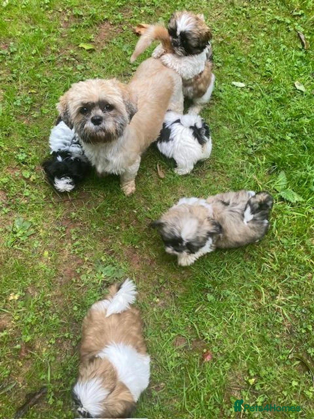Shih Tzu dogs for sale: Pure bred pedigree shih tzus, standard size - Image 1