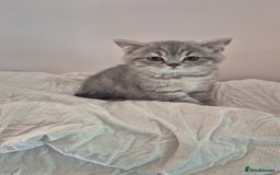 British Shorthair cats for sale: Purebred blue/White British Shorthair Kittens - Image 2