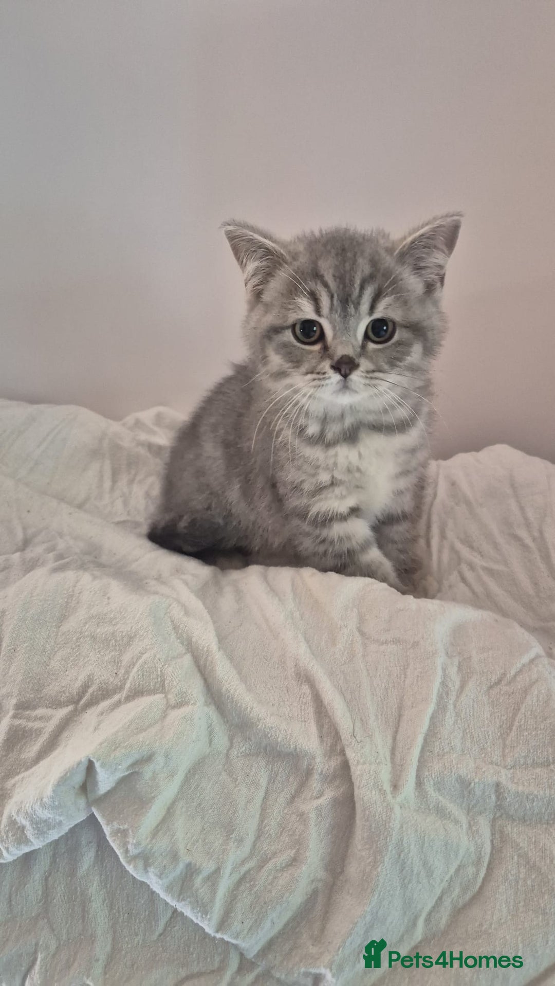 British Shorthair cats for sale: Purebred blue/White British Shorthair Kittens - Image 2