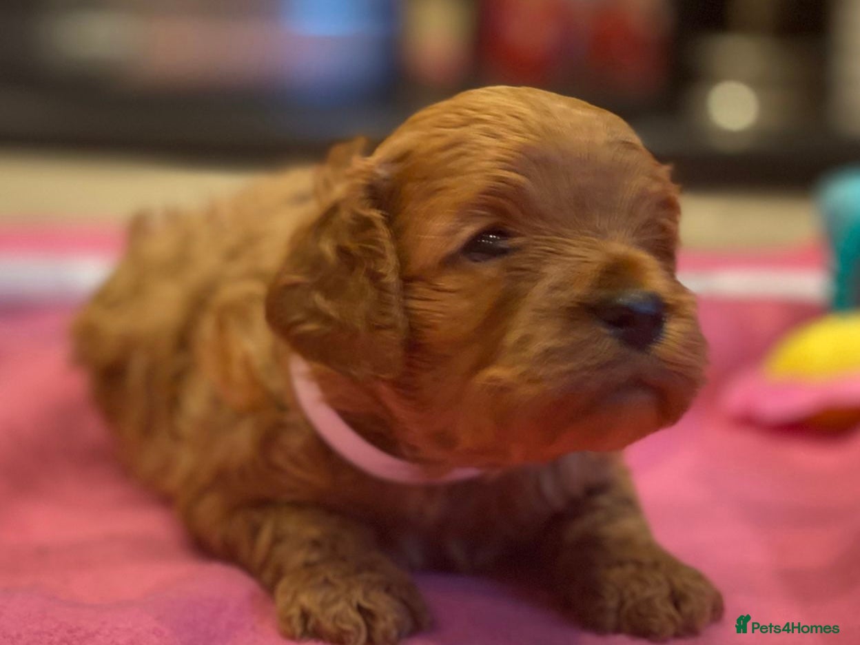 Cavapoo dogs F1 cavapoo 4 girls 1 boy health tested - Advert 1