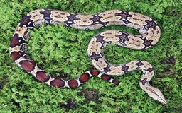 Python Snake reptiles for sale: Snakes for sale  - Image 5