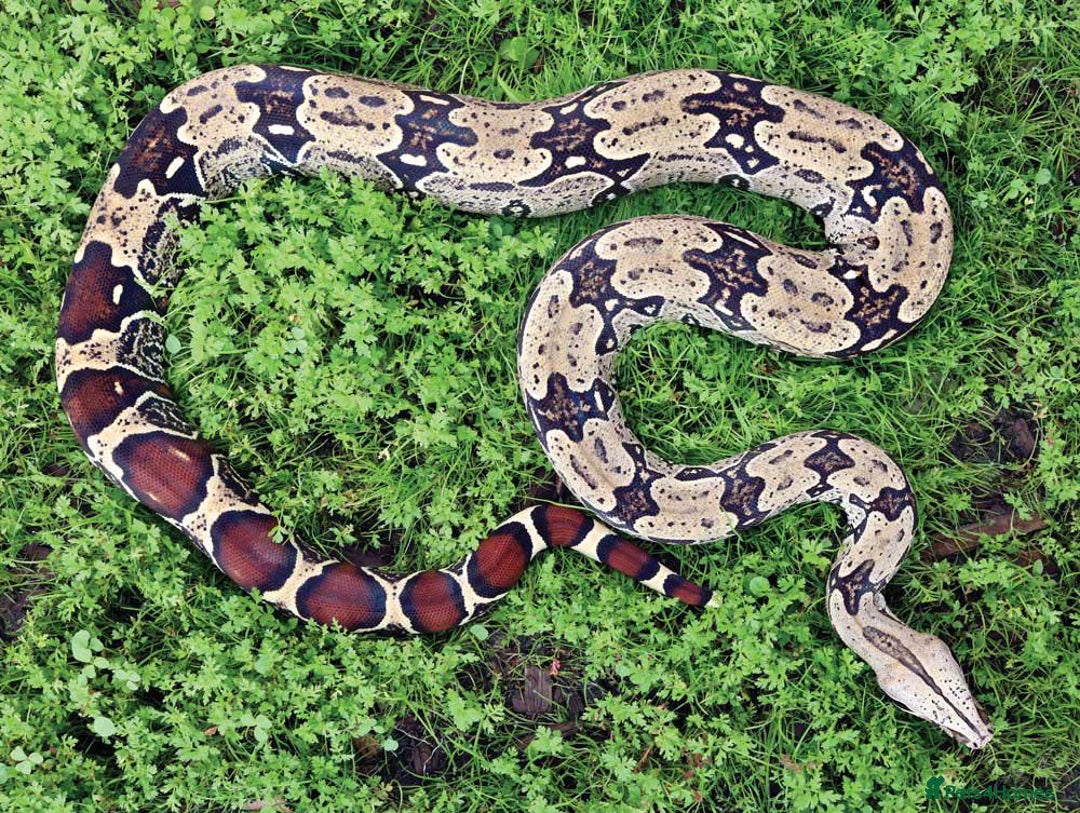 Python Snake reptiles for sale: Snakes for sale  - Image 5