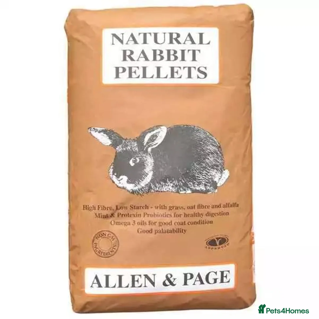 French Lop rabbits for sale: Gorgeous Giant French Lop Doe  Vaccinated - RETIRE - Advert 10