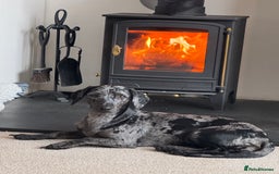 Mixed Breed dogs for sale: Female Dachshund/Jack Russell - Advert 1