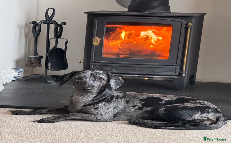 Mixed Breed dogs Female Dachshund/Jack Russell - Advert 1