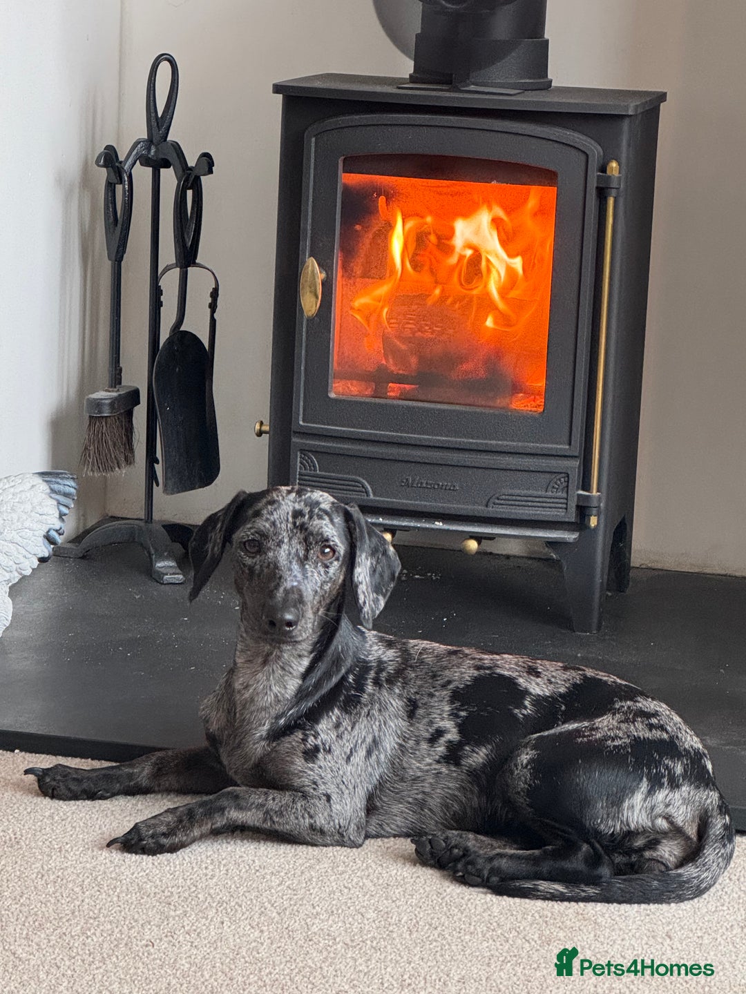 Mixed Breed dogs for sale: Female Dachshund/Jack Russell - Advert 1