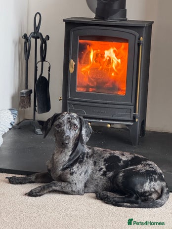 Mixed Breed dogs Female Dachshund/Jack Russell - Advert 1