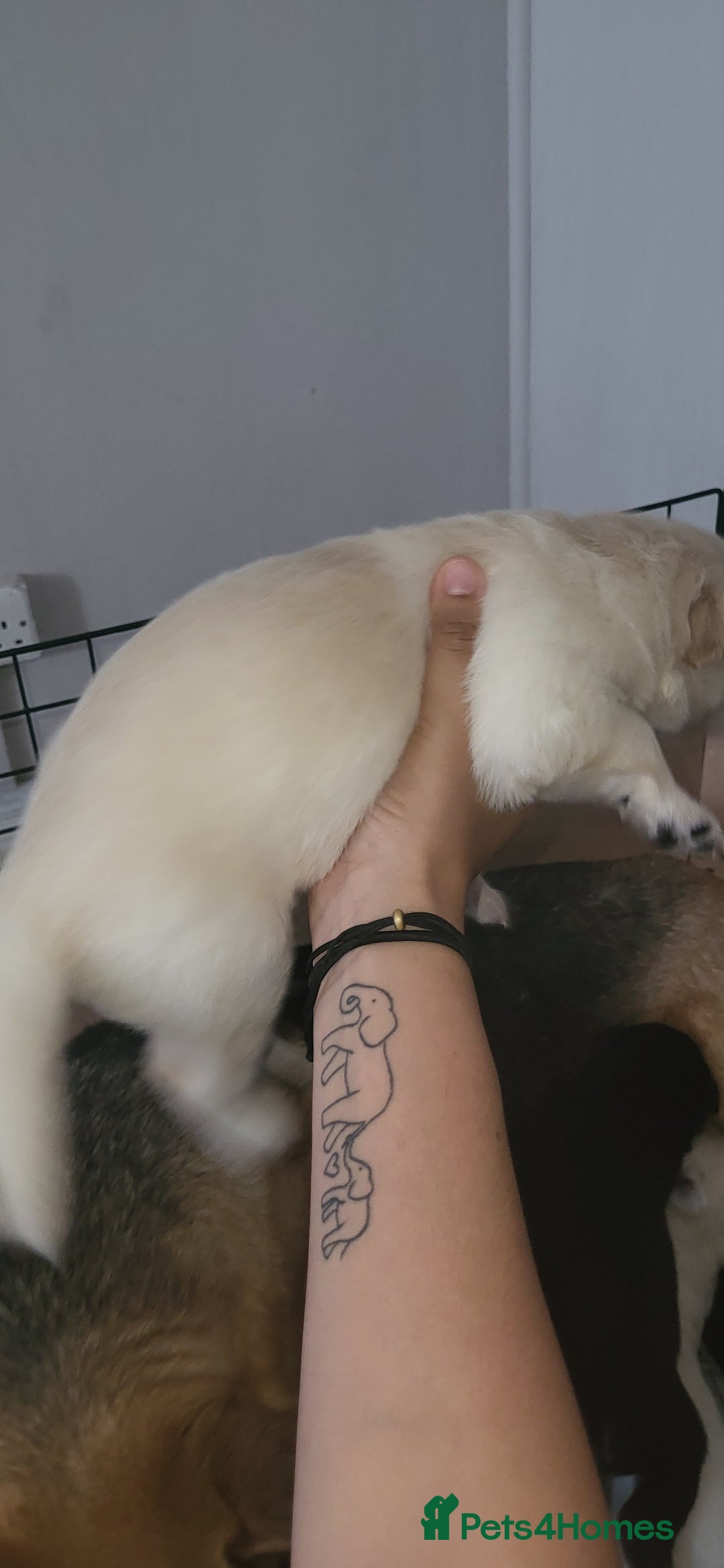 German Shepherd dogs for sale: 4 german shepherd puppy's available  - Image 4