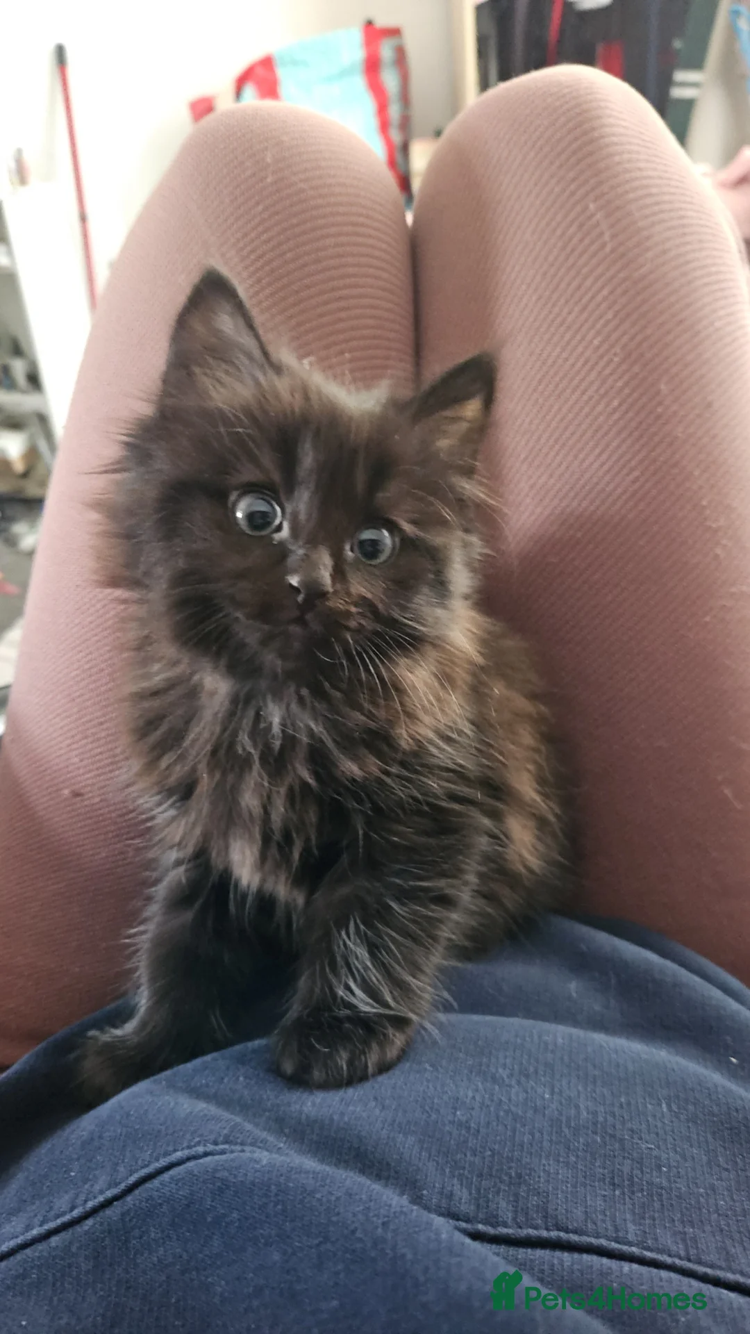 Mixed Breed cats for sale: 4 kittens available 2 girls and two boys  - Advert 9