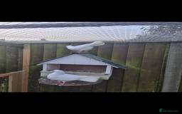 Doves birds for sale: Pair fantail doves - Image 3