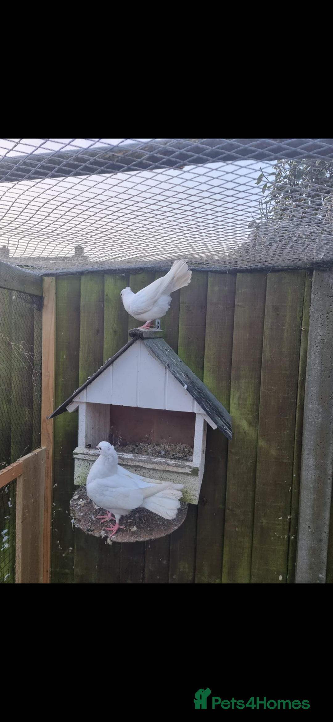 Doves birds for sale: Pair fantail doves - Image 3