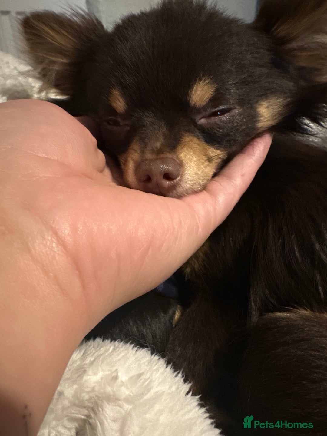 Chihuahua dogs for sale: Cuddly boy - Advert 4