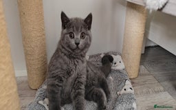 British Shorthair cats for sale: British shorthair blue /tabby kittens  - Image 8