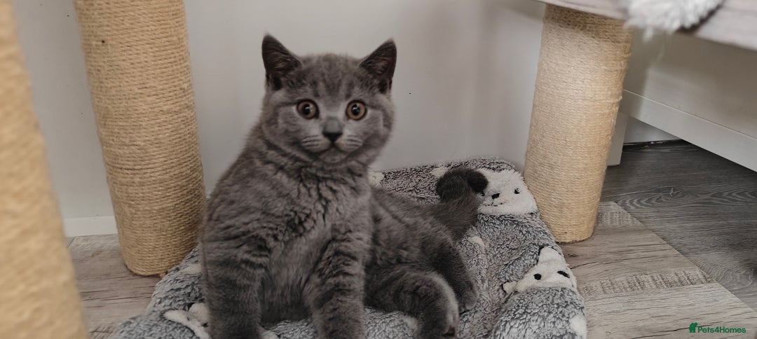 British Shorthair cats for sale: British shorthair blue /tabby kittens  - Image 8