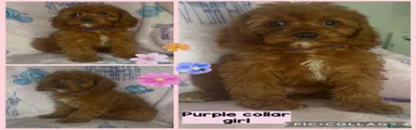 Cavapoo 2