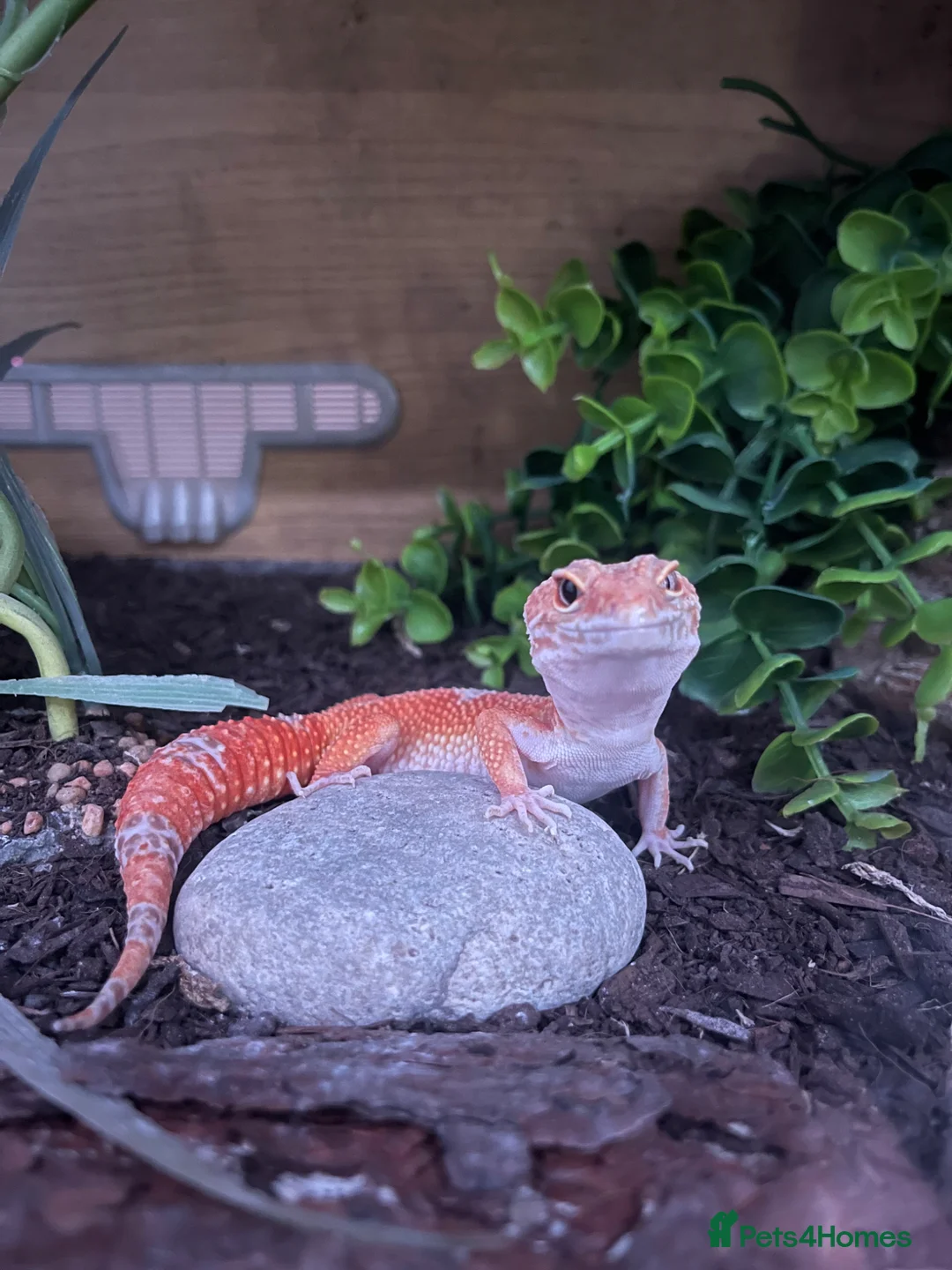 Leopard Gecko reptiles for sale: Leopard Gecko + Full 3ft Vivarium Setup - Advert 3