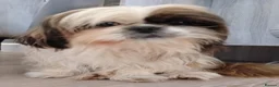 Shih Tzu dogs for sale: Ready Now Shih Tzu - Advert 3