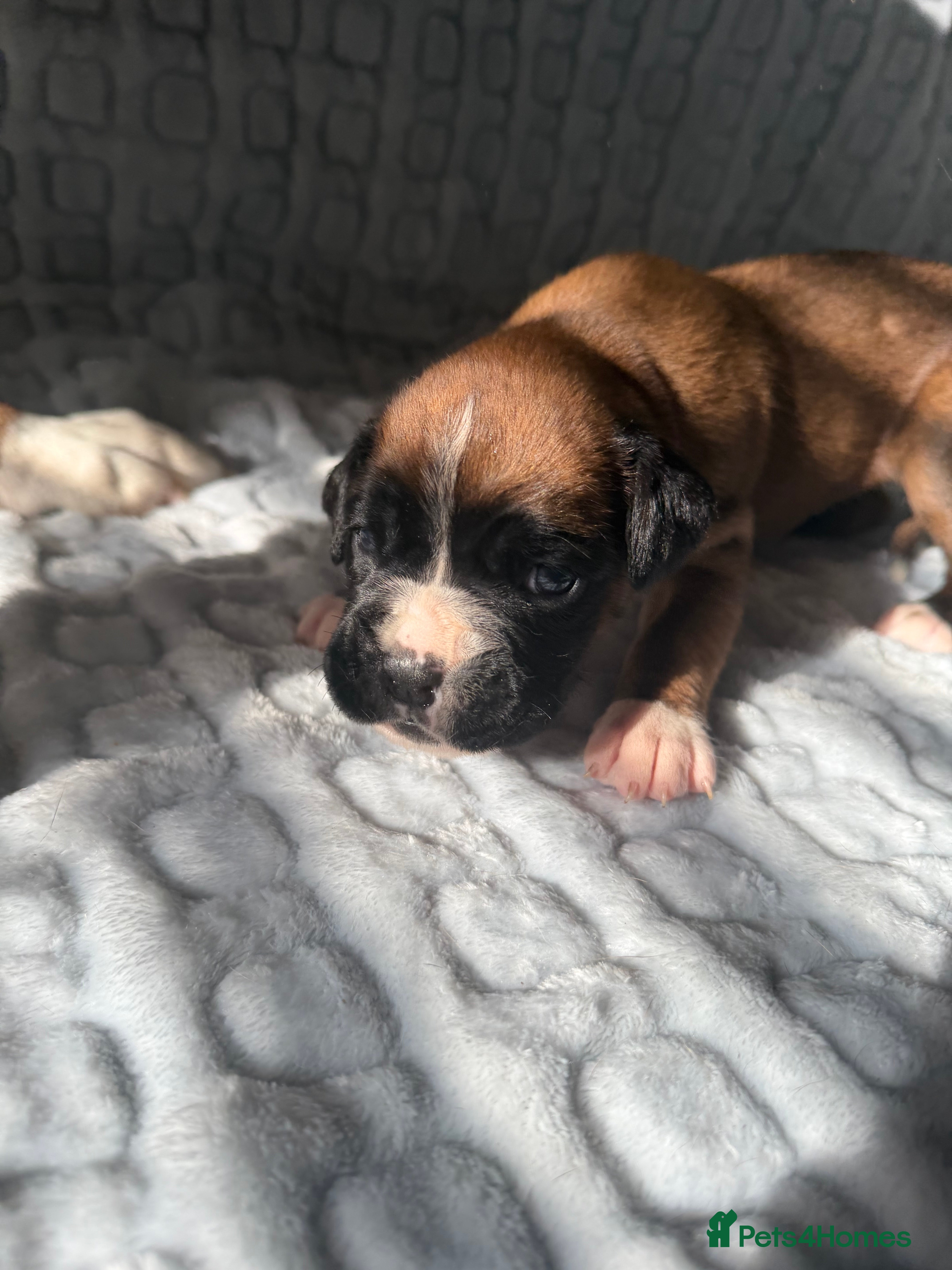 Boxer dogs Beautiful Boxer Puppies  in Bourne - Advert 3