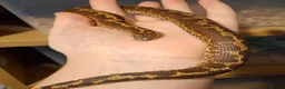 Boa Snake reptiles for sale: Kenyan Sand boa Male - Advert 2