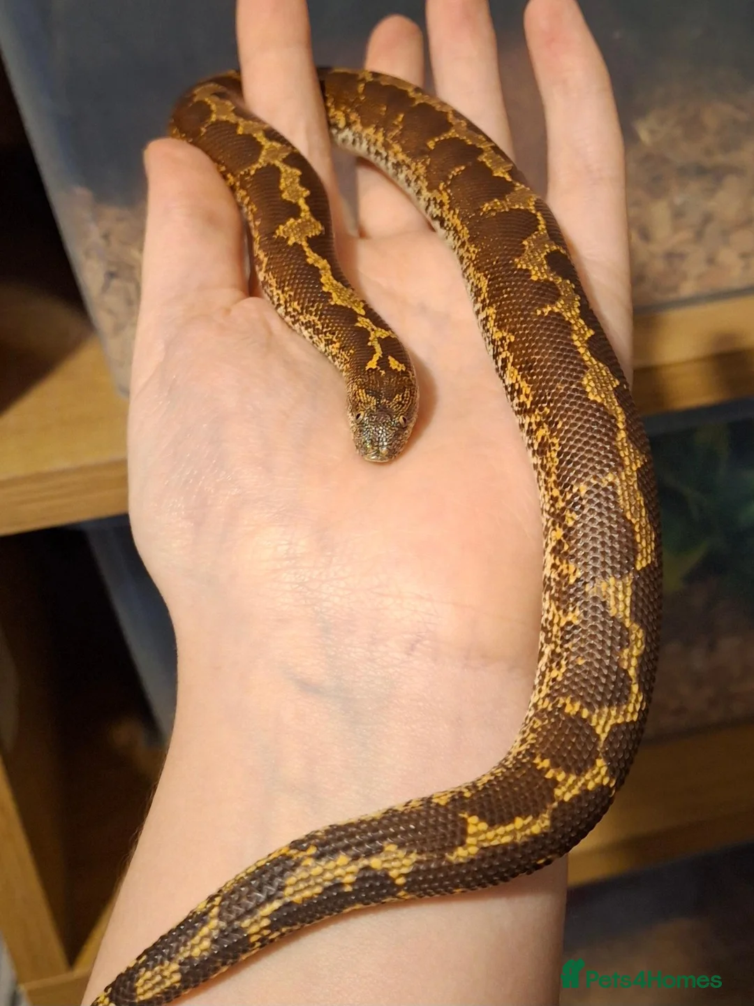Boa Snake reptiles for sale: Kenyan Sand boa Male - Advert 2