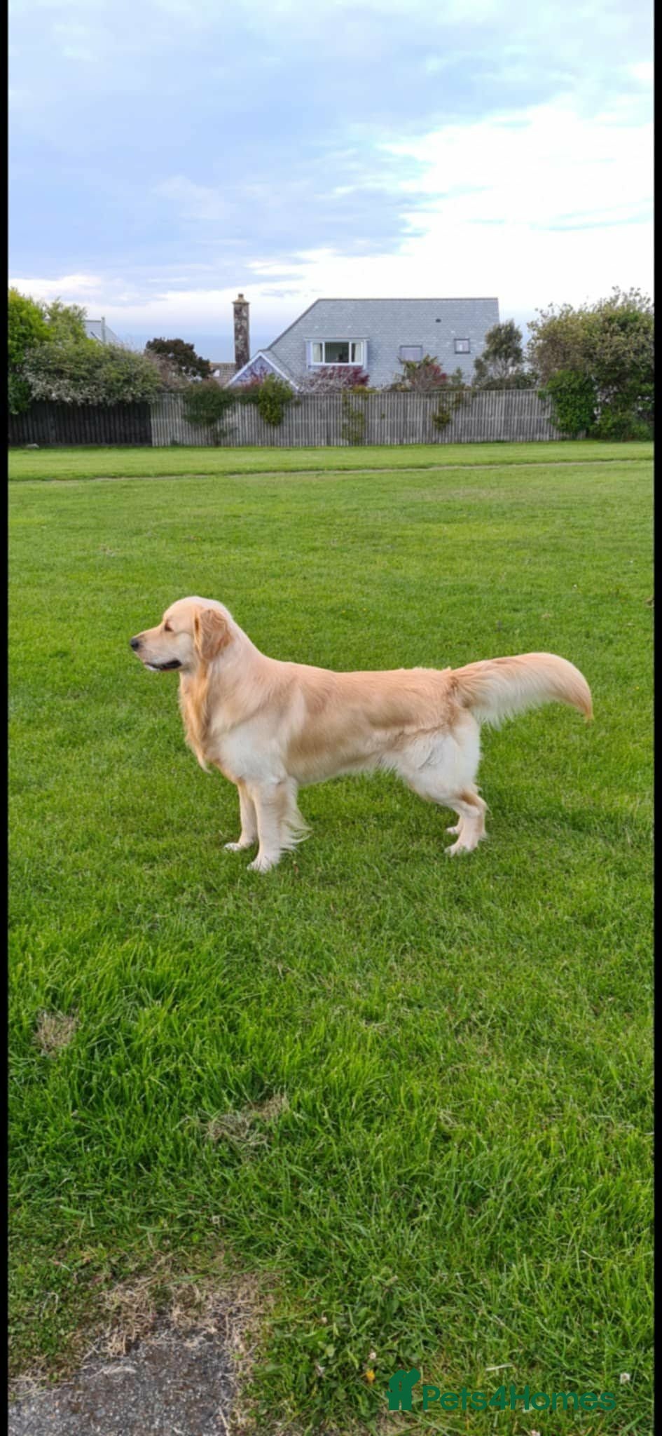 Golden Retriever dogs  kc registered Golden retriever pappys cornwall  - Advert 2