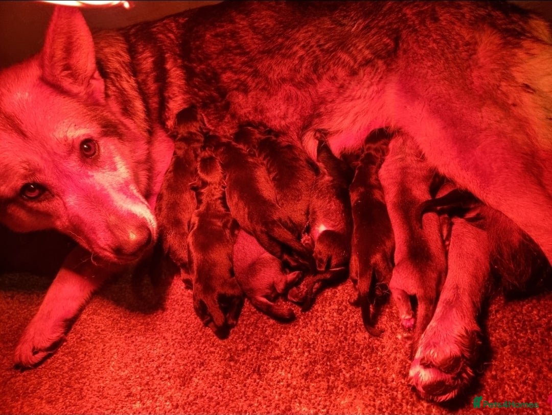 German Shepherd dogs for sale: German Shepherd Puppies - Image 11