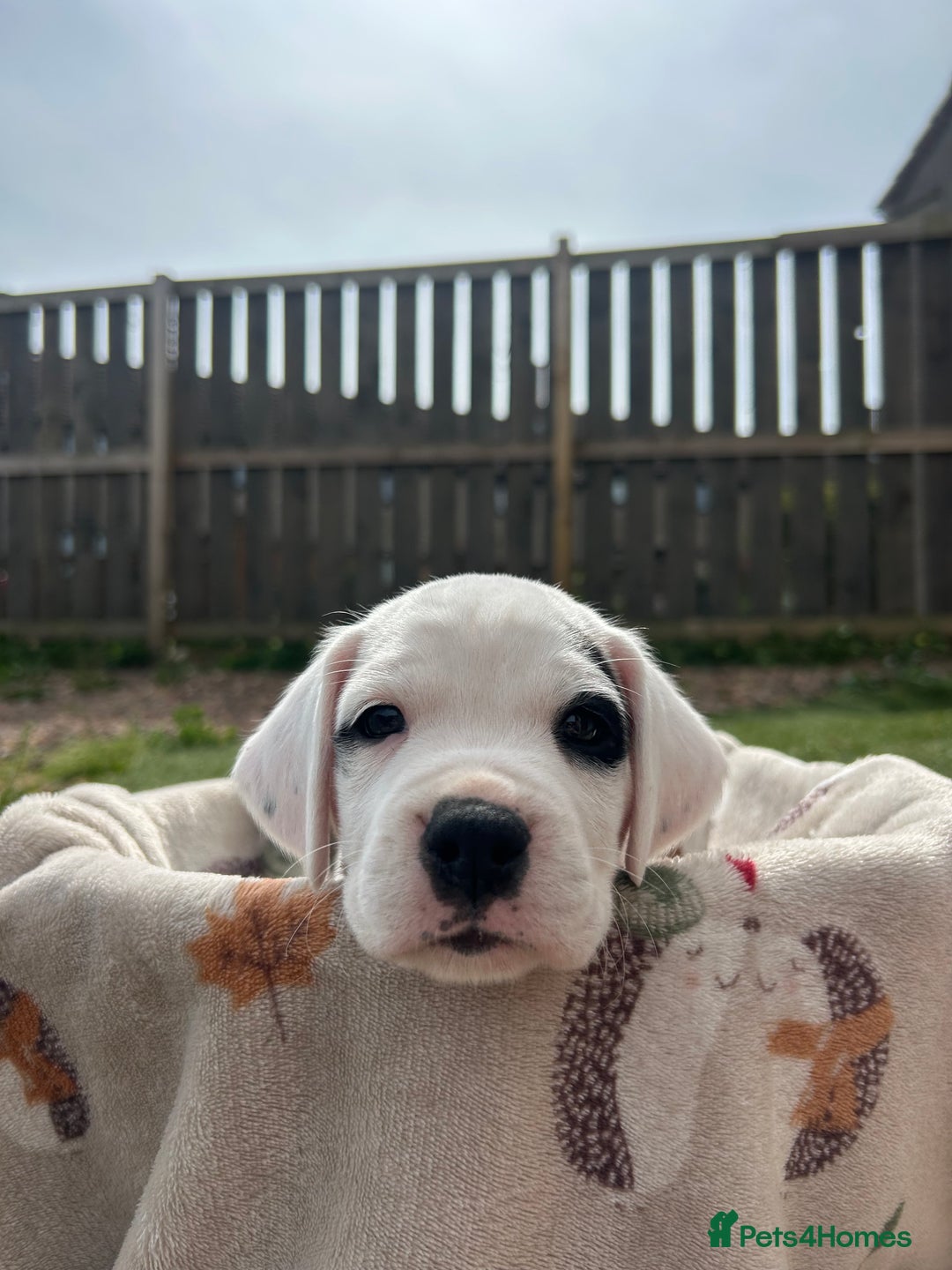 Mixed Breed dogs for sale: long haired Boxapoints - Image 16