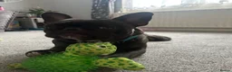 French Bulldog dogs for sale: Male French bulldog for sale - Advert 2