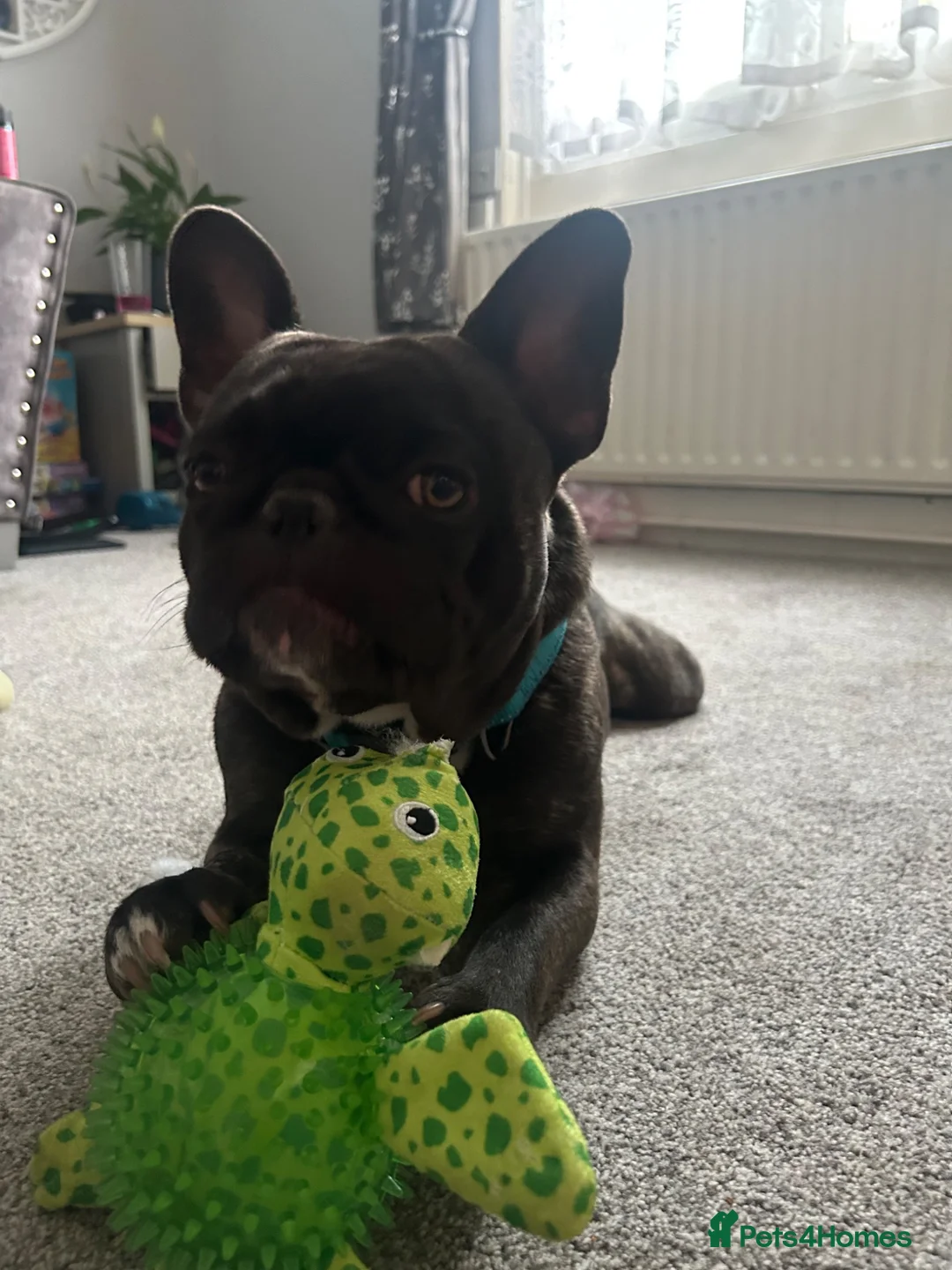 French Bulldog dogs for sale: Male French bulldog for sale - Advert 2