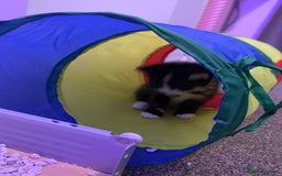 Maine Coon cats for sale: mixed breed kitten for sale  - Image 3